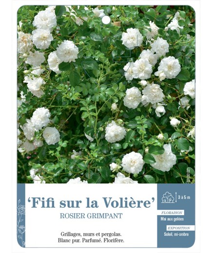 Rosier grimpant Fifi sur la Volière