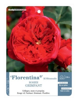 Rosier grimpant Florentina® KORtramailo