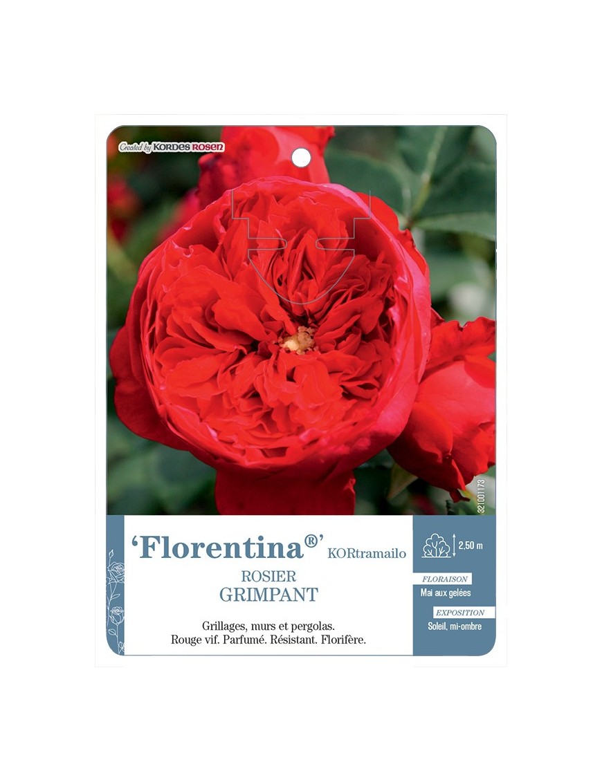 Rosier grimpant Florentina® KORtramailo