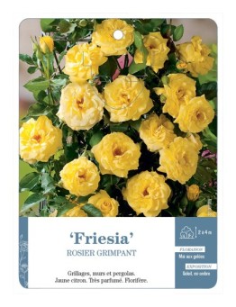 Rosier grimpant Friesia