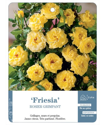 Rosier grimpant Friesia