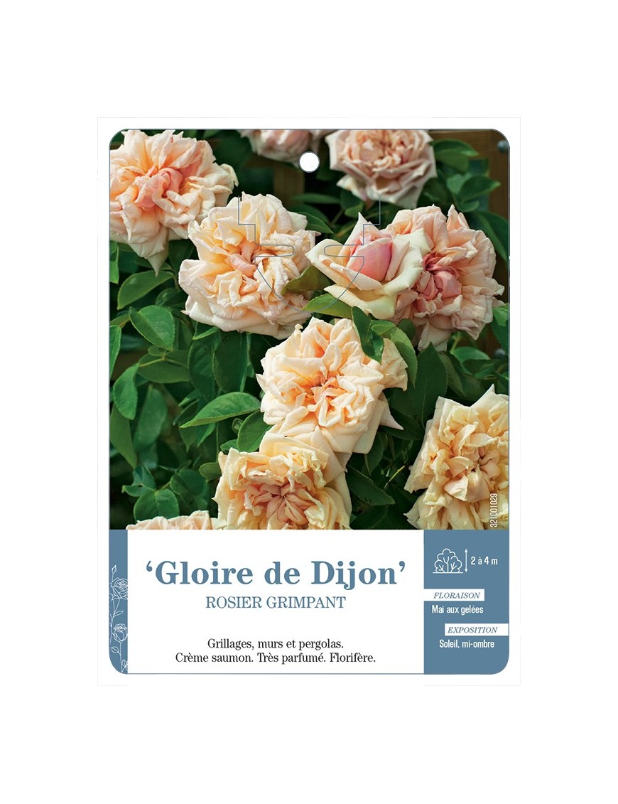 Rosier grimpant Gloire de Dijon
