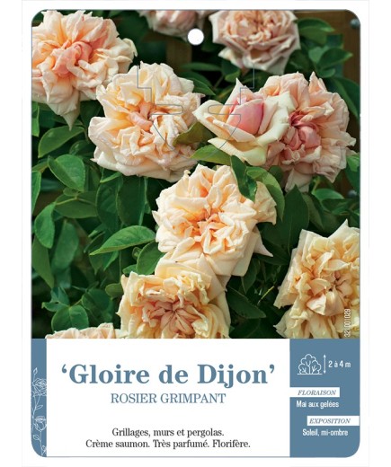 Rosier grimpant Gloire de Dijon