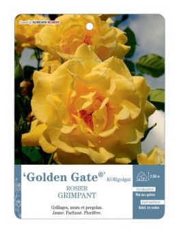 Rosier grimpant GoldenGate® KORgolgat