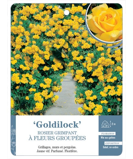 Rosier grimpant Goldilock
