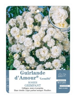 Rosier grimpant Guirlande d'Amour® Lenalbi