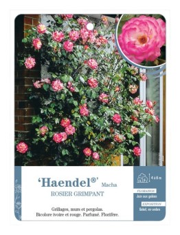 Rosier grimpant Haendel® Macha