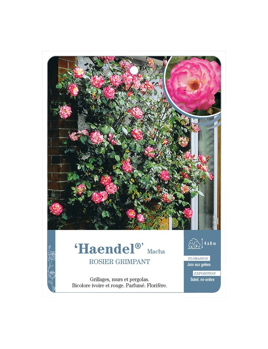 Rosier grimpant Haendel® Macha
