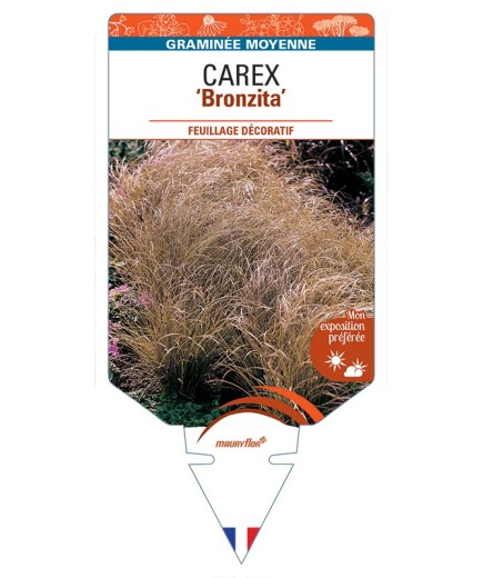 CAREX flagellifera Bronzita