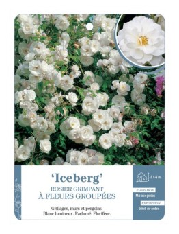 Rosier grimpant Iceberg