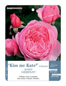 Rosier grimpant Kiss me Kate® KORnagelio