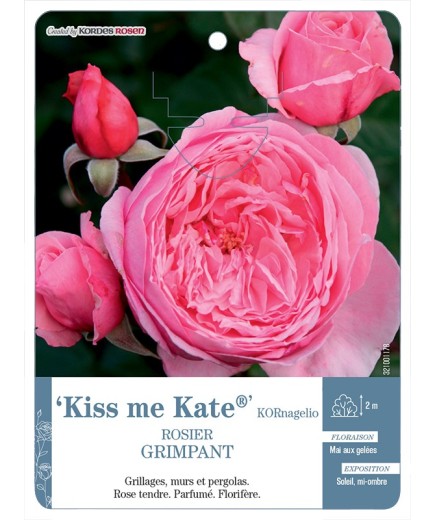 Rosier grimpant Kiss me Kate® KORnagelio