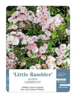 Rosier grimpant Lille Rambler