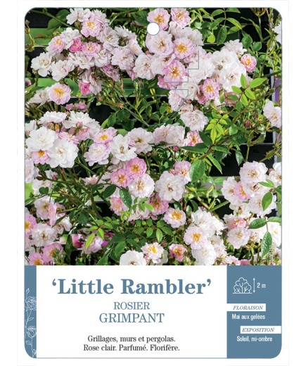 Rosier grimpant Lille Rambler