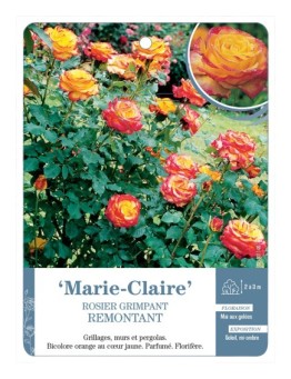 Rosier grimpant Marie-Claire