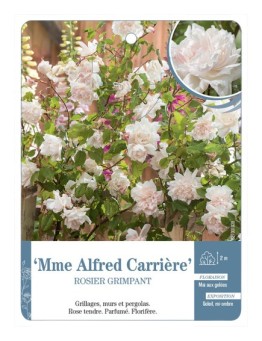 Rosier grimpant Mme Alfred Carrière
