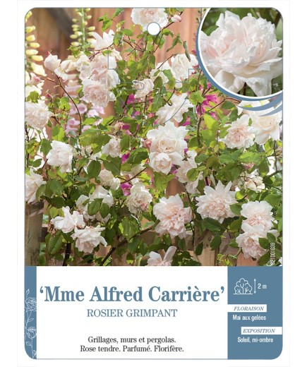 Rosier grimpant Mme Alfred Carrière