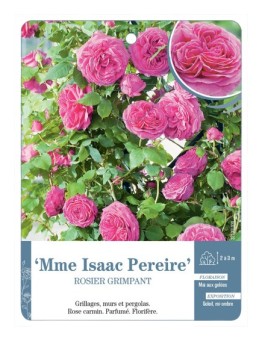 Rosier grimpant Mme Isaac Pereire