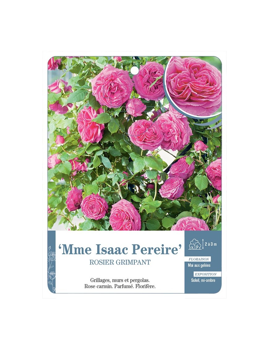 Rosier grimpant Mme Isaac Pereire