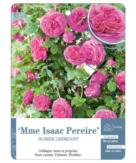 Rosier grimpant Mme Isaac Pereire