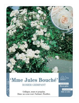Rosier grimpant Mme Jules Bouché