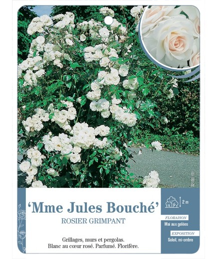 Rosier grimpant Mme Jules Bouché