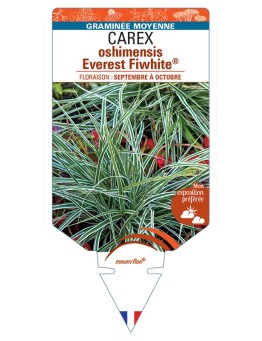 CAREX oshimensis Everest Fiwhite®