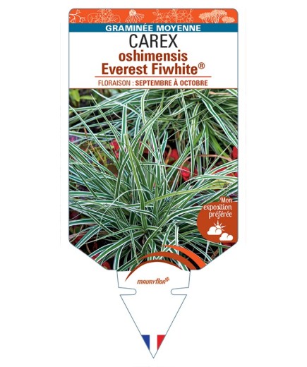 CAREX oshimensis Everest Fiwhite®