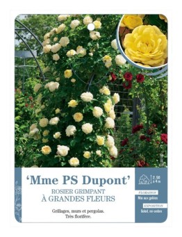 Rosier grimpant Mme PS Dupont