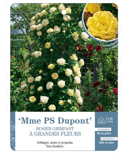 Rosier grimpant Mme PS Dupont