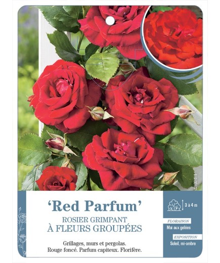Rosier grimpant Red Parfum
