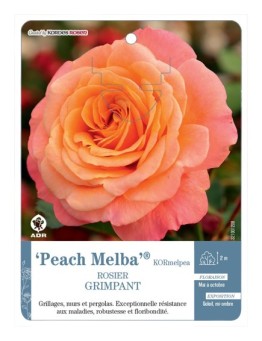 Rosier grimpant Peach Melba® KORmelpea
