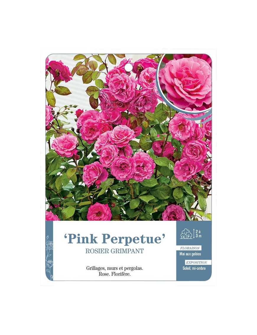 Rosier grimpant Pink Perpetue