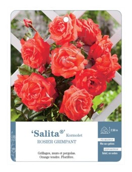 Rosier grimpant Salita® Kormolet