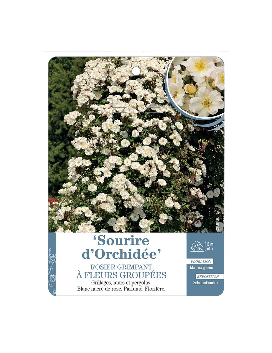 Rosier grimpant Sourire d'Orchidée