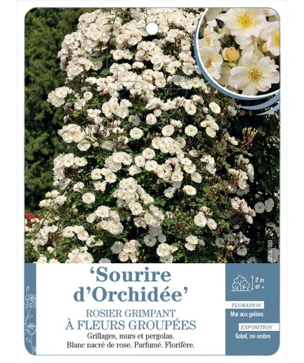 Rosier grimpant Sourire d'Orchidée