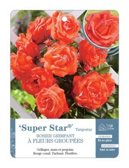 Rosier grimpant Super Star® Tangostar