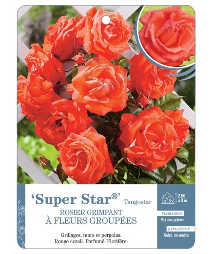 Rosier grimpant Super Star® Tangostar