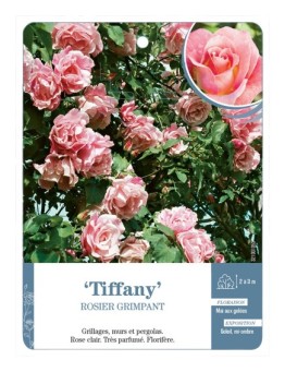 Rosier grimpant Tiffany