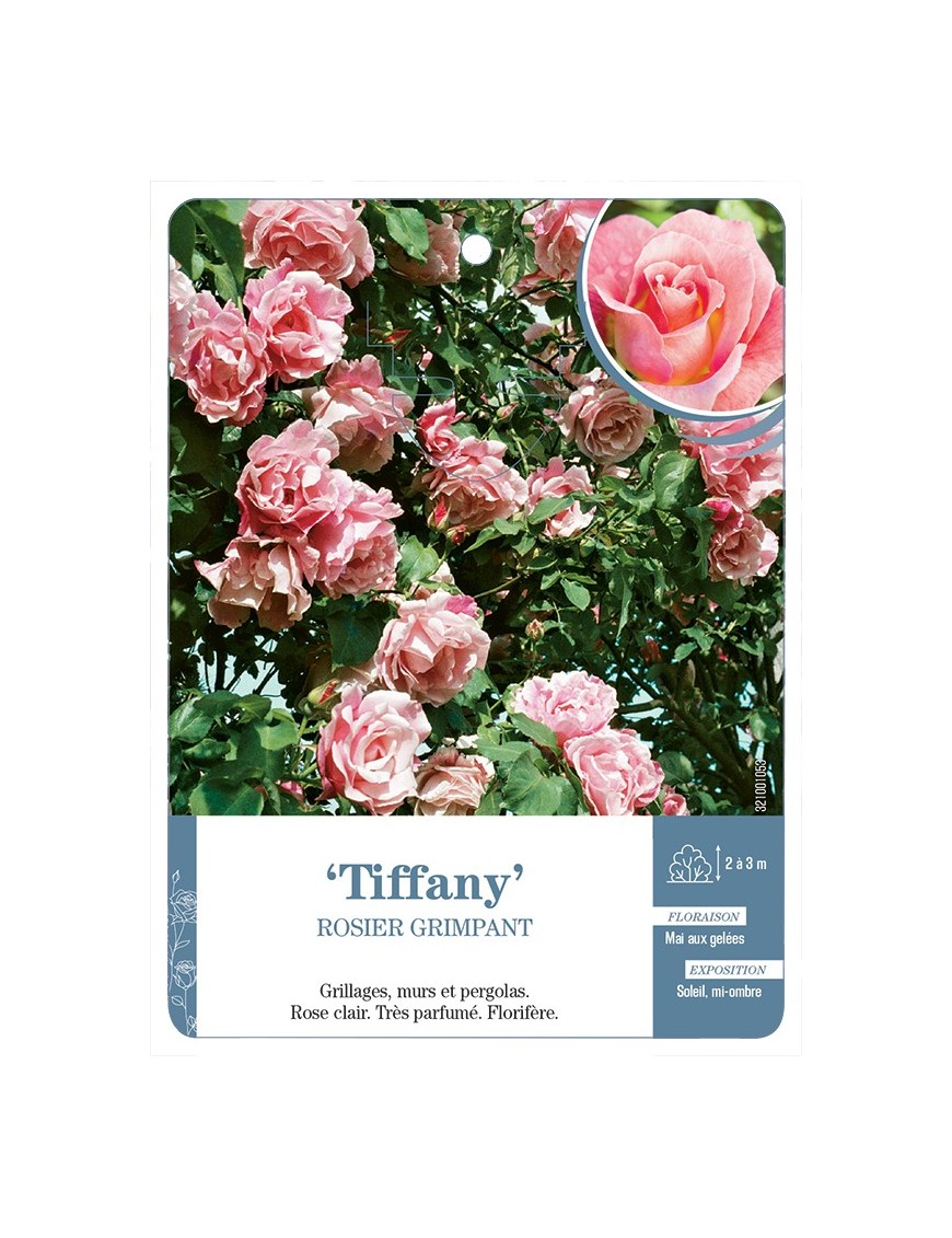 Rosier grimpant Tiffany