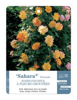 Rosier pleureur Sahara® Tanarasah