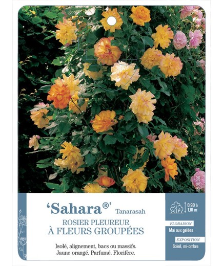 Rosier pleureur Sahara® Tanarasah