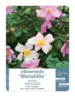 Rosier paysager chinensis Mutabilis