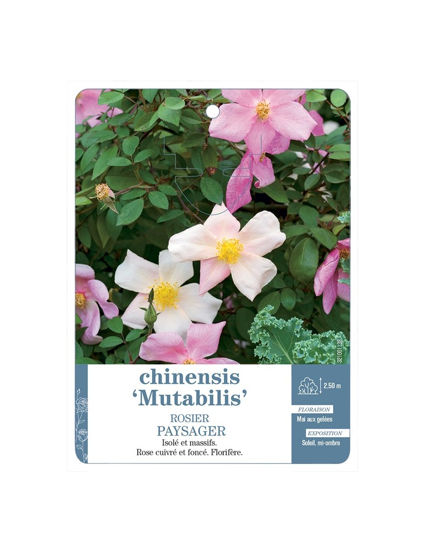 Rosier paysager chinensis Mutabilis