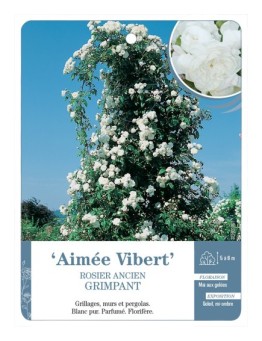Rosier ancien Aimée Vibert