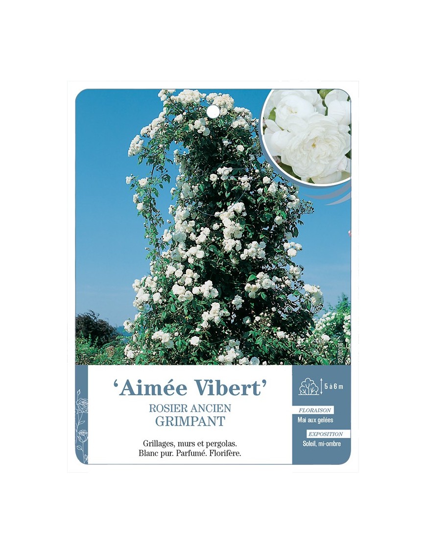 Rosier ancien Aimée Vibert