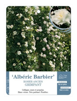 Rosier ancien Albéric Barbier