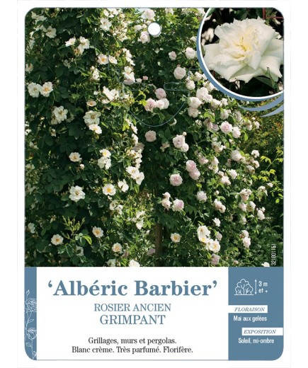 Rosier ancien Albéric Barbier