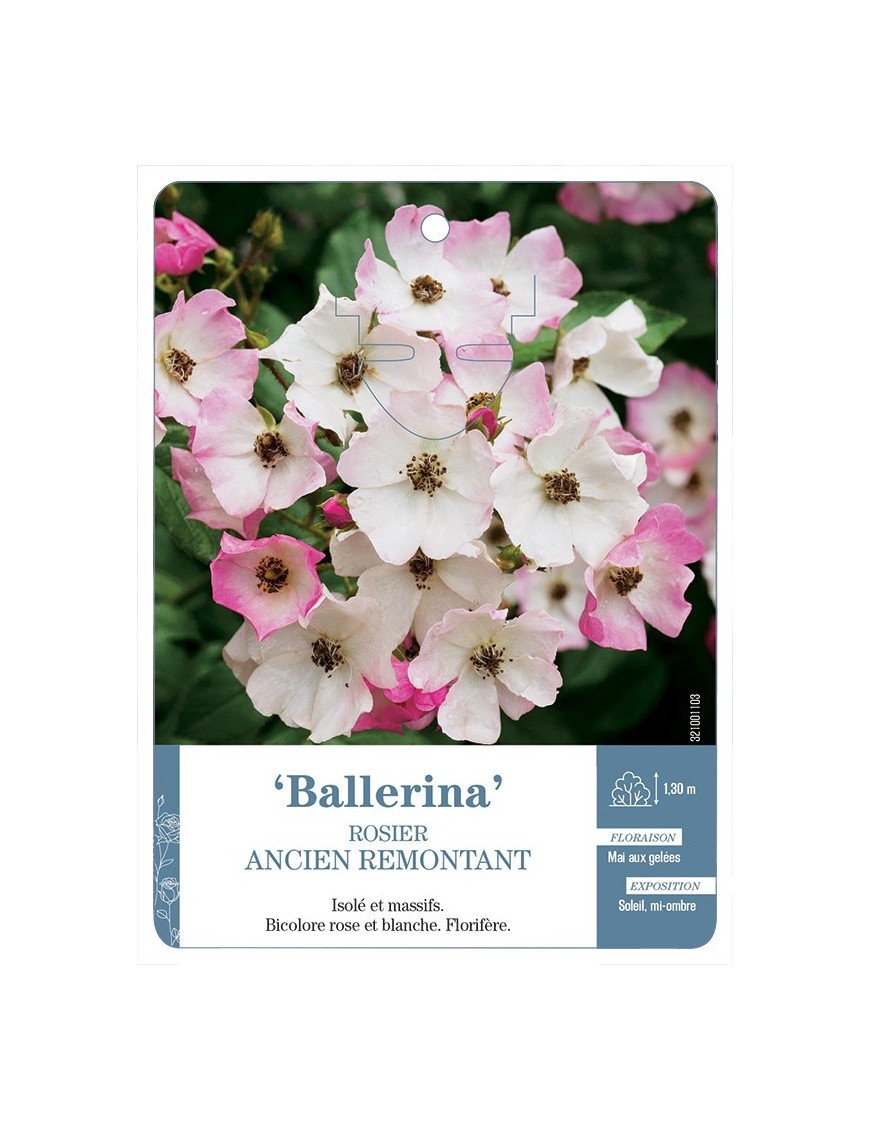 Rosier ancien Ballerina