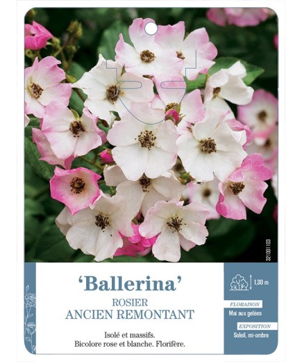 Rosier ancien Ballerina
